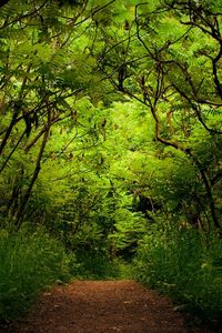 Preview wallpaper wood, track, thickets, green, trees