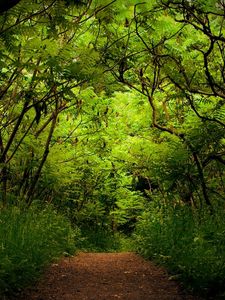 Preview wallpaper wood, track, thickets, green, trees