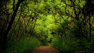 Preview wallpaper wood, track, thickets, green, trees