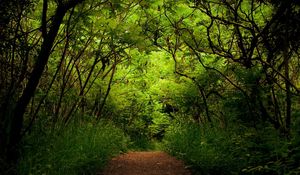 Preview wallpaper wood, track, thickets, green, trees