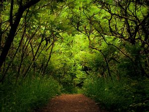 Preview wallpaper wood, track, thickets, green, trees