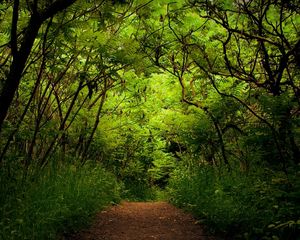 Preview wallpaper wood, track, thickets, green, trees