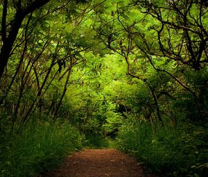 Preview wallpaper wood, track, thickets, green, trees