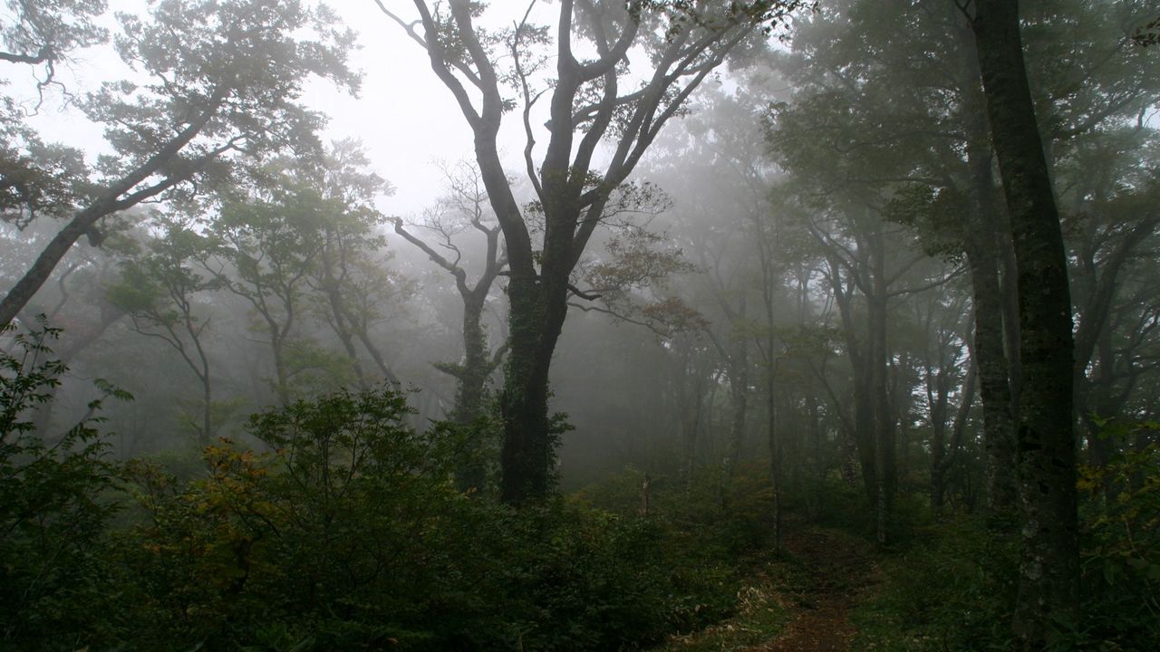 Wallpaper wood, track, trees, fog, haze, secret, mysticism, morning