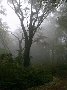 Preview wallpaper wood, track, trees, fog, haze, secret, mysticism, morning