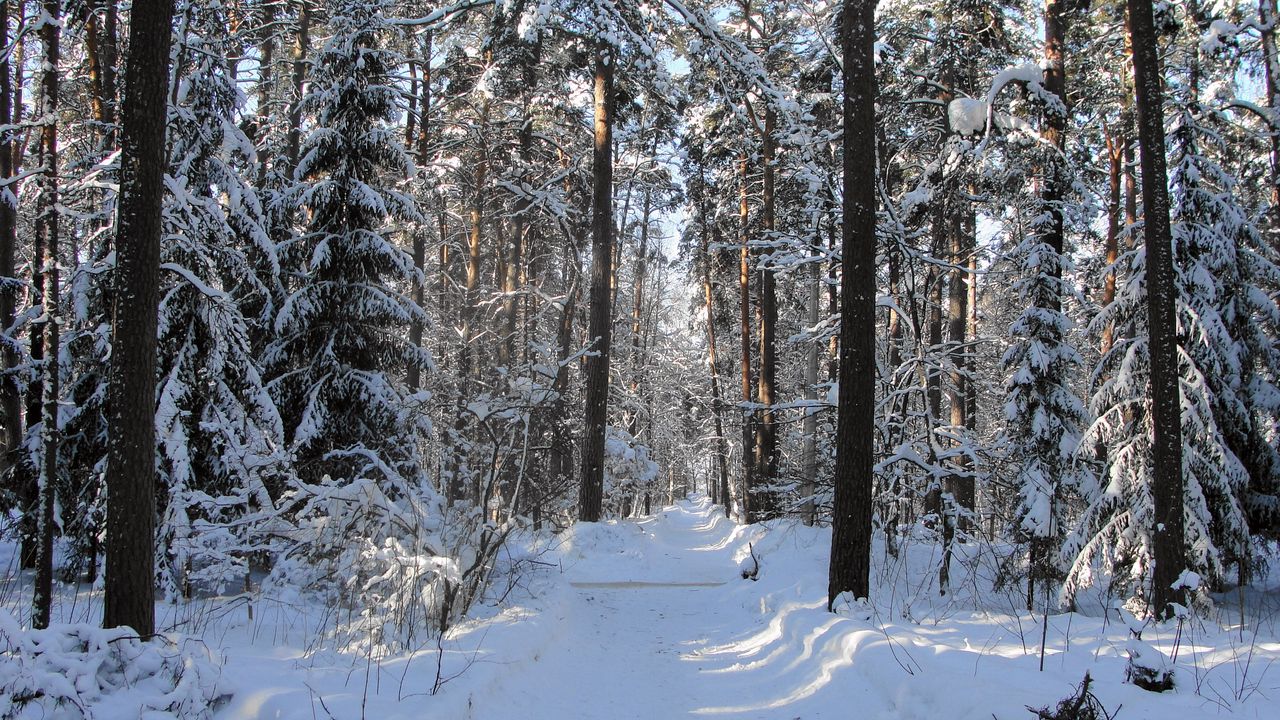 Wallpaper wood, track, trees, winter, snow, shadow, gleams