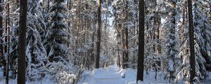 Preview wallpaper wood, track, trees, winter, snow, shadow, gleams