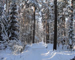 Preview wallpaper wood, track, trees, winter, snow, shadow, gleams