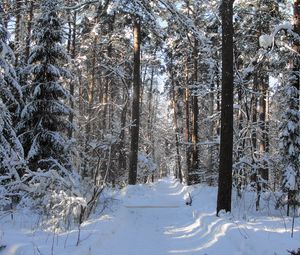 Preview wallpaper wood, track, trees, winter, snow, shadow, gleams