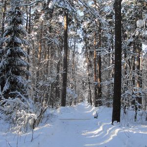 Preview wallpaper wood, track, trees, winter, snow, shadow, gleams