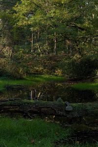 Preview wallpaper wood, tree, moss, lake, shadow, cool, dead