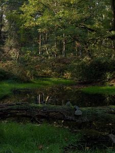 Preview wallpaper wood, tree, moss, lake, shadow, cool, dead