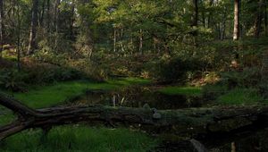 Preview wallpaper wood, tree, moss, lake, shadow, cool, dead