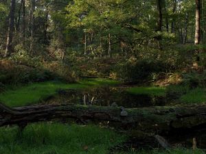 Preview wallpaper wood, tree, moss, lake, shadow, cool, dead