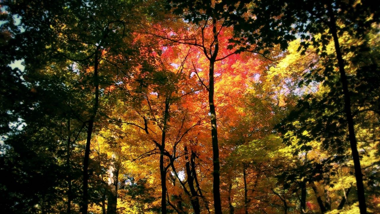 Wallpaper wood, trees, autumn, crones, colors, yellow, red, green