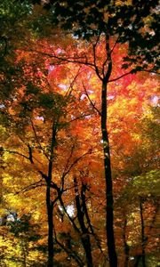 Preview wallpaper wood, trees, autumn, crones, colors, yellow, red, green