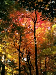 Preview wallpaper wood, trees, autumn, crones, colors, yellow, red, green