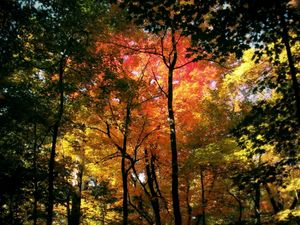 Preview wallpaper wood, trees, autumn, crones, colors, yellow, red, green