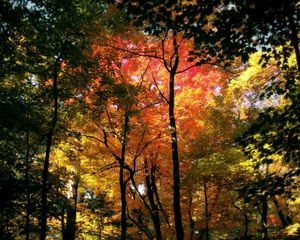Preview wallpaper wood, trees, autumn, crones, colors, yellow, red, green