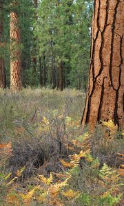 Preview wallpaper wood, trees, bark, cracks