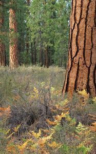 Preview wallpaper wood, trees, bark, cracks