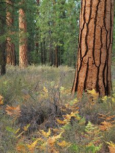 Preview wallpaper wood, trees, bark, cracks