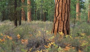 Preview wallpaper wood, trees, bark, cracks