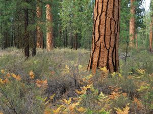 Preview wallpaper wood, trees, bark, cracks