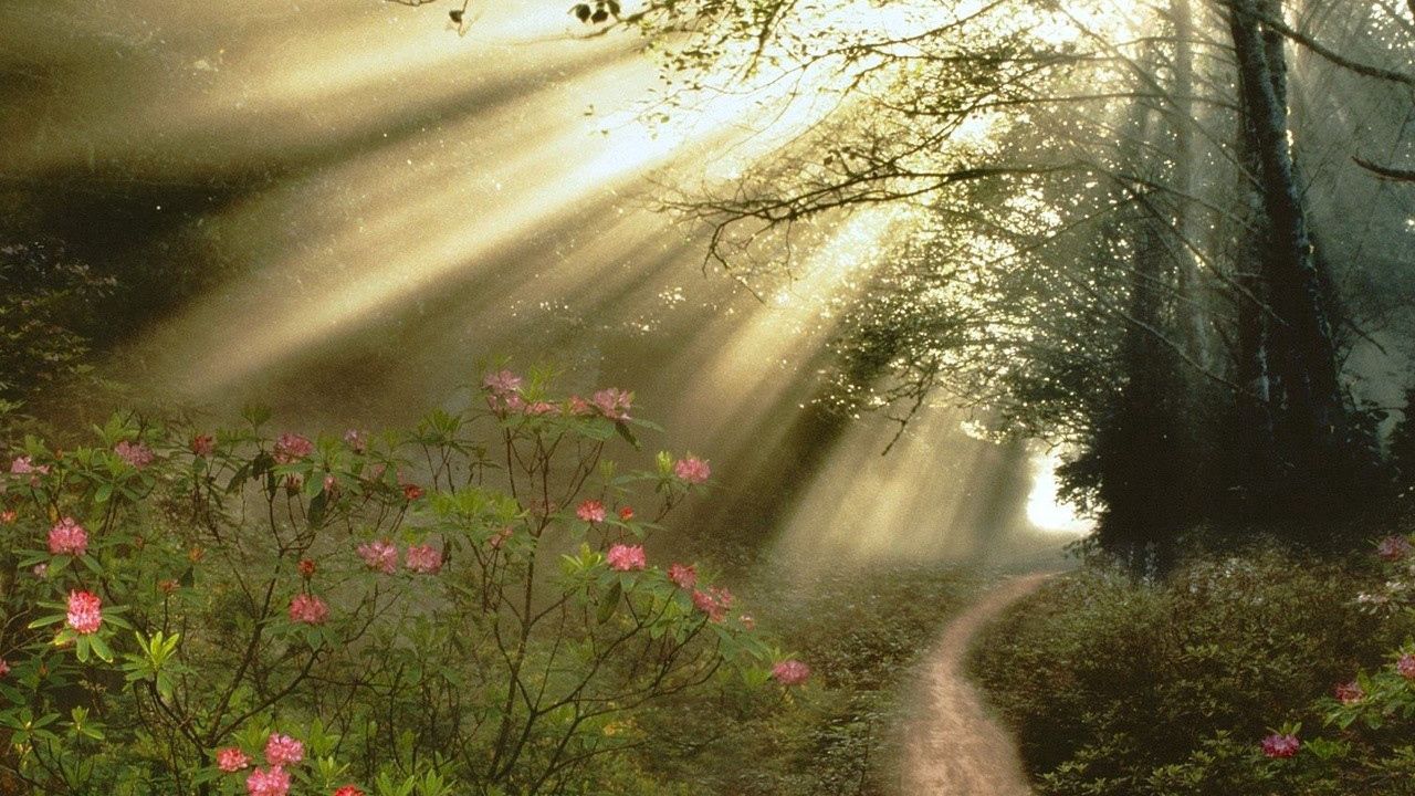 Wallpaper wood, trees, branches, sun rays, light, flowers, footpath