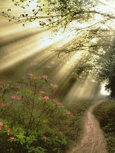 Preview wallpaper wood, trees, branches, sun rays, light, flowers, footpath