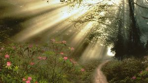 Preview wallpaper wood, trees, branches, sun rays, light, flowers, footpath
