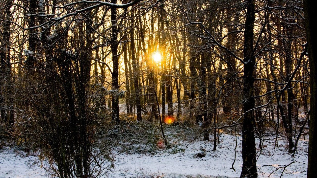 Wallpaper wood, trees, branches, autumn, snow, dawn, cold, sun