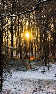 Preview wallpaper wood, trees, branches, autumn, snow, dawn, cold, sun