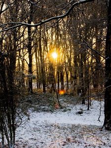 Preview wallpaper wood, trees, branches, autumn, snow, dawn, cold, sun