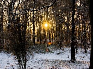 Preview wallpaper wood, trees, branches, autumn, snow, dawn, cold, sun