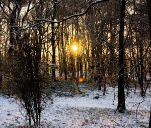 Preview wallpaper wood, trees, branches, autumn, snow, dawn, cold, sun