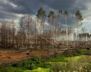 Preview wallpaper wood, trees, cloudy, greens