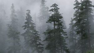 Preview wallpaper wood, trees, coniferous, fog, haze, siberia