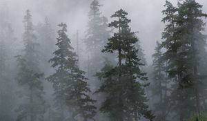 Preview wallpaper wood, trees, coniferous, fog, haze, siberia