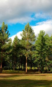 Preview wallpaper wood, trees, coniferous, siberia