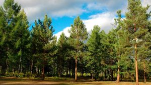 Preview wallpaper wood, trees, coniferous, siberia