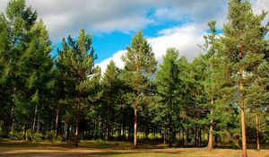 Preview wallpaper wood, trees, coniferous, siberia