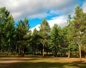 Preview wallpaper wood, trees, coniferous, siberia