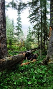 Preview wallpaper wood, trees, cutting down, trunks