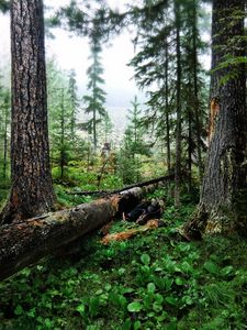 Preview wallpaper wood, trees, cutting down, trunks