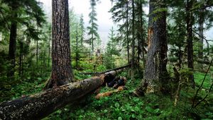 Preview wallpaper wood, trees, cutting down, trunks