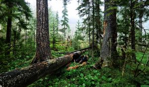 Preview wallpaper wood, trees, cutting down, trunks