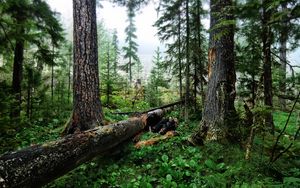 Preview wallpaper wood, trees, cutting down, trunks