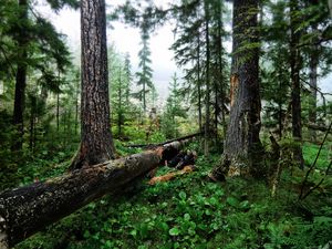 Preview wallpaper wood, trees, cutting down, trunks