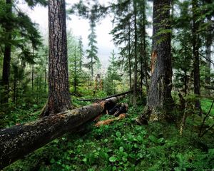 Preview wallpaper wood, trees, cutting down, trunks